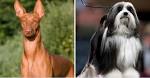 The 20 Most Expensive Dogs in the World (Updated 2020 ...