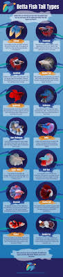 Betta Fish Tail Types Which Betta Fish Type Do You Have Pet Fish Betta Fish Types Betta Fish Tank
