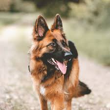 Image result for german shepherd dog