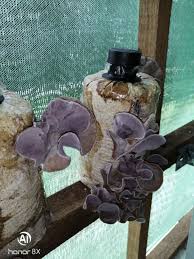 100gm cendawan hitam / telinga kera Fast Selling Bongkah Cendawan Jeli Hitam Telinga Kera Matang Tanam Cendawan Segar Di Rumah Sendiri Muda Shopee Malaysia