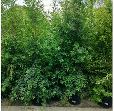 Image result for Eugenia natalitia