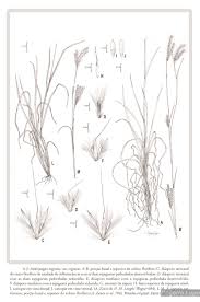 Image result for Anthephora pungens