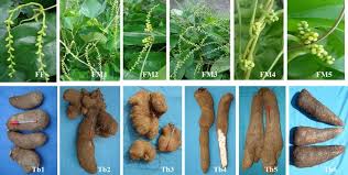 Image result for Dioscorea cayenensis