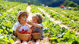 Maybe you would like to learn more about one of these? Le Varieta Di Fragole Andiamo Alla Scoperta Delle Piu Comuni Quelle Di Bosco E Una Bianca Ohga