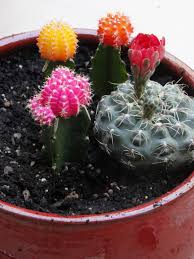 I've been seeing cute cactus pillows all over the web for a year now and it was finally time to try to make a few. How To Care For A Cactus Hgtv