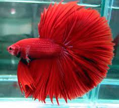The betta fish can and do change colors is due to stress, illness, age, and marble coloration, which is a result of a mutation known as a jumping gene. Most Beautiful Betta Fish In The World Amazing Fact About Betta Fish Betta Fish Types Betta Fish Care Betta