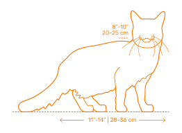 Burmese cats are elegant medium sized cats with silky coats and have big golden eyes you drown in. Somali Cat Dimensions Drawings Dimensions Com