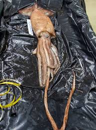 Image result for Gnidia hockii