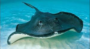 Image result for Stingray