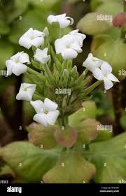 Image result for Euphorbia schimperiana