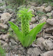 Image result for Eucomis zambesiaca