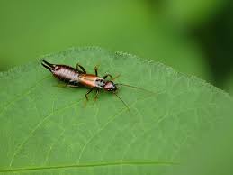 In this video children can learn names of insects from kid2teentv. 24 Types Of Insects Commonly Found In And Around The Home Home Stratosphere