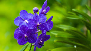 Hd wallpapers » 4k wallpapers » nature flowers 4k wallpaper download. Amazing Close Up On Purple Flower 3840x2160 4k 16 9 Ultra Hd Flower Iphone Wallpaper Orchid Wallpaper Flower Wallpaper