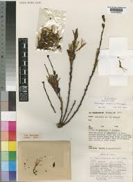 Image result for Oncocalyx bolusii