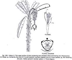 Image result for Musaceae