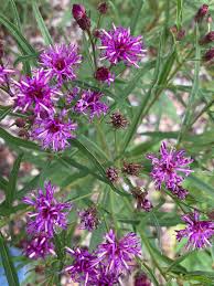 Image result for Vernonia kirkii