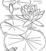 We have collected 37+ lotus coloring page images of various designs for you to color. Top Lotus Coloring Pages For Your Little Ones Coloring Pages