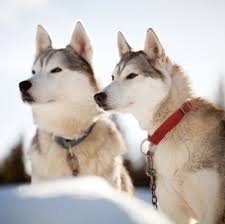 Free dog classifieds pawbe is here to help you find the perfect puppy for you and your family breeders and puppy owners can list their cute puppies here. Husky Puppies For Sale Adoptapet Com