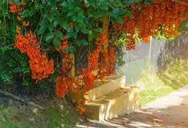 Cuscino funebre composto da rose gelbere anthurium fiorellini bianchi di stagione. Fiore Arancio Del Nome Jade Vine O Rampicante O Flo Rosso Della Nuova Guinea Fotografia Stock Immagine Di Asia Giardinaggio 103337438