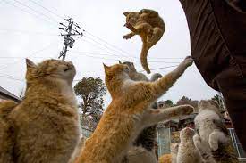 japan s cat island in pictures cat island japan cat island cute cats