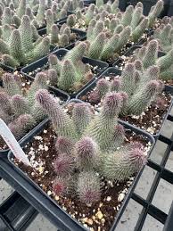 Image result for Huernia leachii