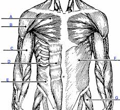 Rectus abdominis muscles are segmented divided by transverse tendinous material called _. Body Mind42 Free Online Mind Mapping Software