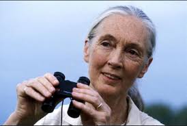 Thank you for your service to planet earth and her many and wondrous  creatures @janegoodallinst April 3, 1934