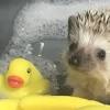 Bathtub full of foam with bubbles. 1