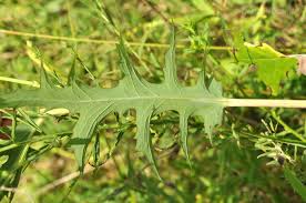 Image result for Lactuca indica