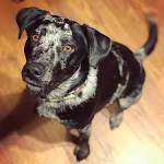 Australian Shepherd Lab Mix: Beginners’ Guide (with Facts ...