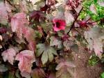 Image result for Hibiscus rhabdotospermus