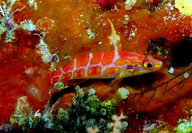 Image result for Tricalysia pallens