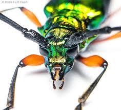 Image result for Ochna leptoclada