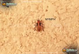 Check spelling or type a new query. Small Milkweed Bug Lygaeus Kalmii