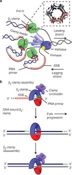 Property history for 201 e 36th st, unit 7a. Slow Unloading Leads To Dna Bound B 2 Sliding Clamp Accumulation In Live Escherichia Coli Cells Nature Communications