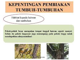Pelbagai jenis flora dan fauna. Kepentingan Tumbuh Tumbuhan Mudahnya Sains Upsr Facebook