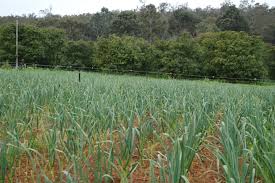 Insects are not a major problem with garlic, although onion maggot is a potential pest. Growing Garlic In Western Australia Agriculture And Food