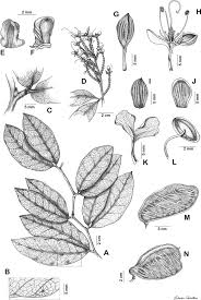 Image result for Gilbertiodendron
