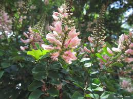 Image result for Indigofera dimidiata