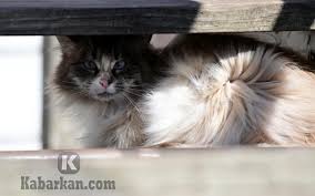 Hal ini berawal ketika abatutu menyadari bahwa ada banyak kucing di luar sana yang ingin menjadi terkenal seperti dirinya. Kode Alam Kucing Kawin Ketabrak Mati 2d 3d 4d Erek Erek Primbon