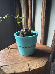 Image result for Coleochloa