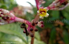 Image result for Chassalia parvifolia
