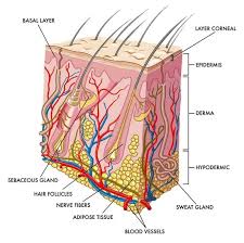 Skin The Human Body S Largest Organ Skin Anatomy Integumentary System Human Anatomy And Physiology