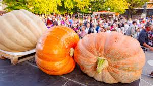 Image result for giant pumpkin