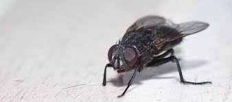 Fliegen können sehr lästig sein und im kontakt mit nahrungsmitteln, die wir essen überdies auch verschiedene krankheiten übertragen. Was Hilft Gegen Fliegen In Der Wohnung Bekampfen Fliegenfalle