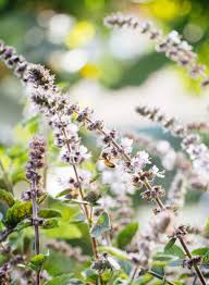 This quick extra step will help the beans keep their color and flavor. How To Preserve Basil The Easy Way Garden Betty