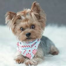 Too Cute Yorkie Yorkshireterrier Yorkshire Terrier Puppies Yorkshire Terrier Dog Breeds