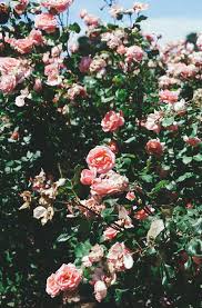 Pin By Maryam Al Musrati On Flowers Flower Iphone Wallpaper Wallpaper Iphone Roses Tumblr Flower