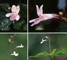 Image result for Isoglossa