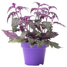 Image result for Gynura